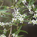 Leptospermum brachyandrum - Photo (c) Margaret Donald, μερικά δικαιώματα διατηρούνται (CC BY-NC-ND)