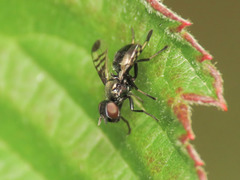 Rivellia syngenesiae