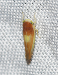 Colladonus setaceus