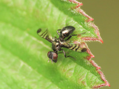 Rivellia syngenesiae