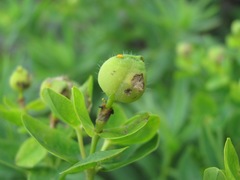 Euphorbia procera