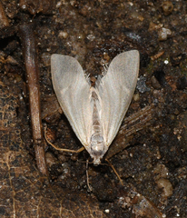 Acentria ephemerella
