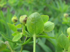 Euphorbia procera