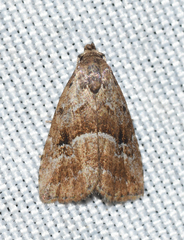 Hypenodes caducus