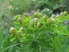 Euphorbia procera