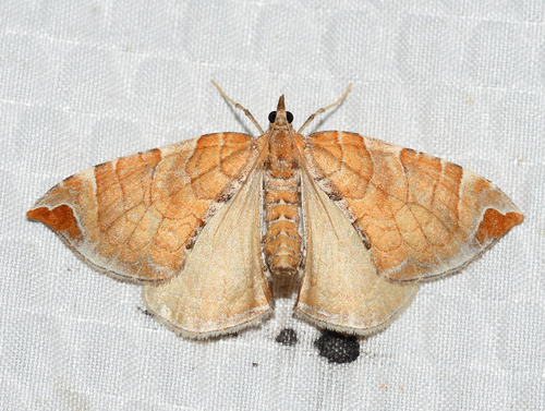 Eulithis molliculata (Walker, 1862)