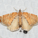 Dimorphic Eulithis Moth - Photo (c) Josh Vandermeulen, some rights reserved (CC BY-NC-ND), uploaded by Josh Vandermeulen