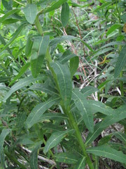 Euphorbia procera