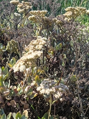 Eriogonum giganteum
