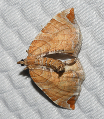 Eulithis molliculata