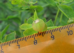 Euphorbia procera