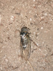 Cicadinae