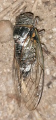 Cicadinae
