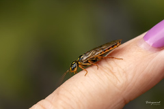 Acantholyda posticalis