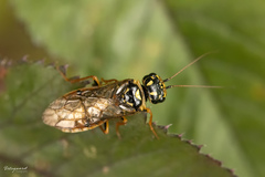 Acantholyda posticalis
