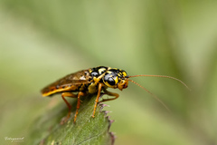 Acantholyda posticalis