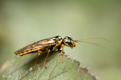 Acantholyda posticalis