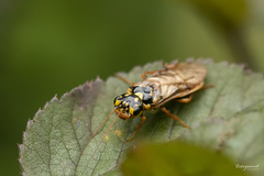 Acantholyda posticalis