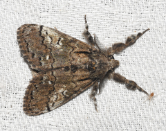 Dasychira plagiata