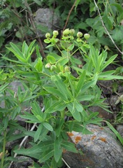 Euphorbia procera