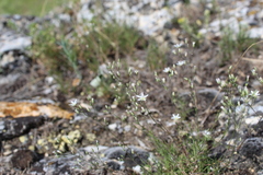 Minuartia setacea
