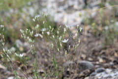 Minuartia setacea