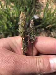 Phalaris californica