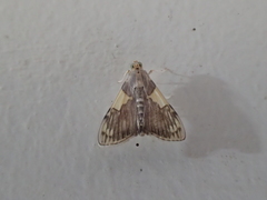 Rehimena
