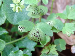 Puccinia adoxae