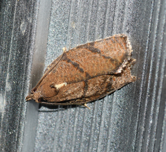 Argyrotaenia juglandana