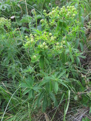 Euphorbia procera