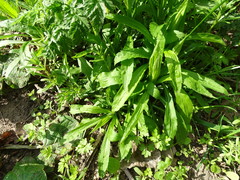 Solidago canadensis