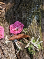 Kalmia polifolia