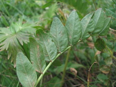 Hedysarum caucasicum