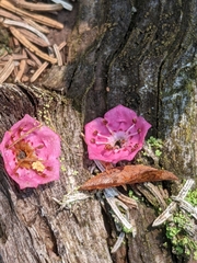 Kalmia polifolia