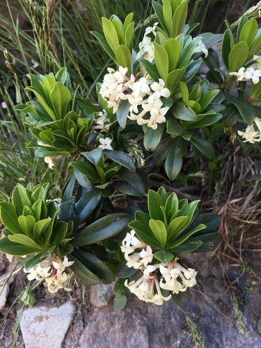 Daphne glomerata