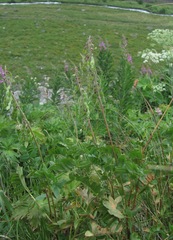 Hedysarum caucasicum