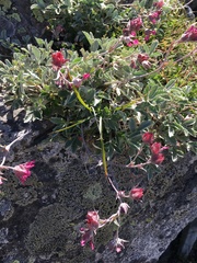 Potentilla divina
