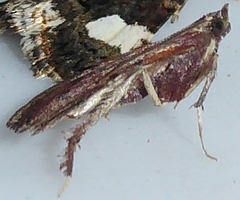 Galasa nigrinodis