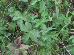 Astrantia trifida