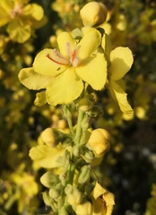 Verbascum speciosum