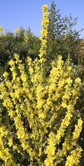 Verbascum speciosum