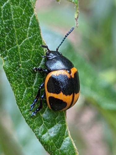 Swamp Milkweed Leaf Beetle, photo 2 of 7