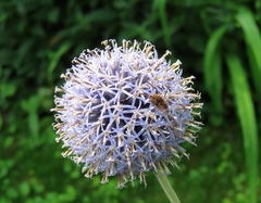 Echinops bannaticus
