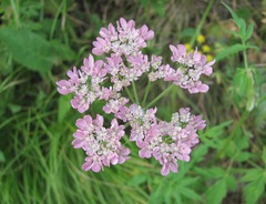 Heracleum roseum