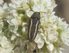 Anambodera gemina