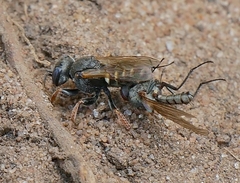 Oxybelus uniglumis
