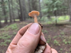 Bonomyces