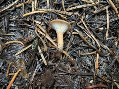 Bonomyces