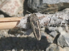 Anambodera gemina